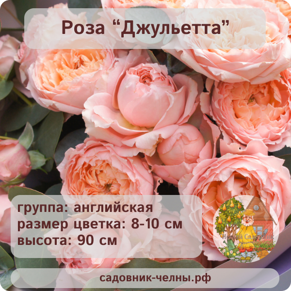 Роза английская Джульетта