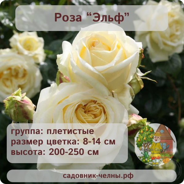 Роза плетистая Эльф