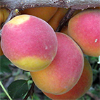 Абрикос сорт Саратовский рубин