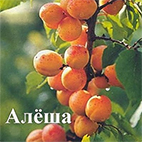 Абрикос сорт Алёша