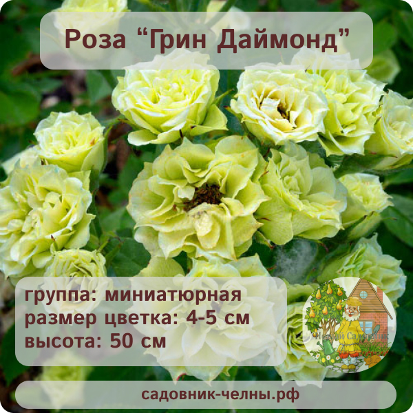 Роза миниатюрная Грин Даймонд