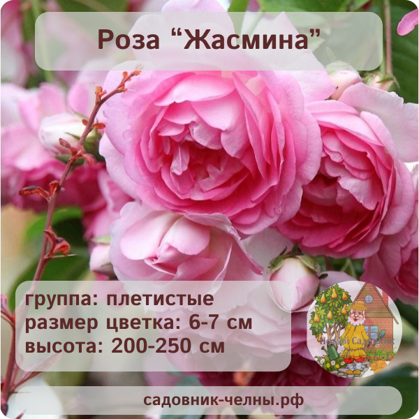 Роза плетистая Жасмина