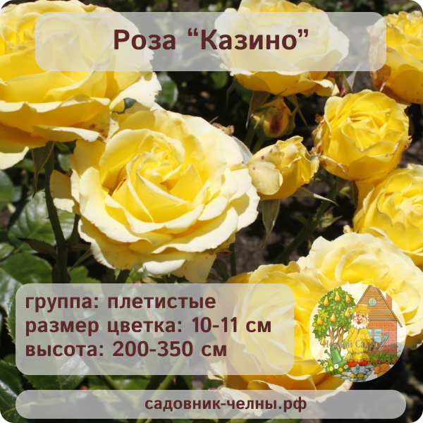 Роза плетистая Казино