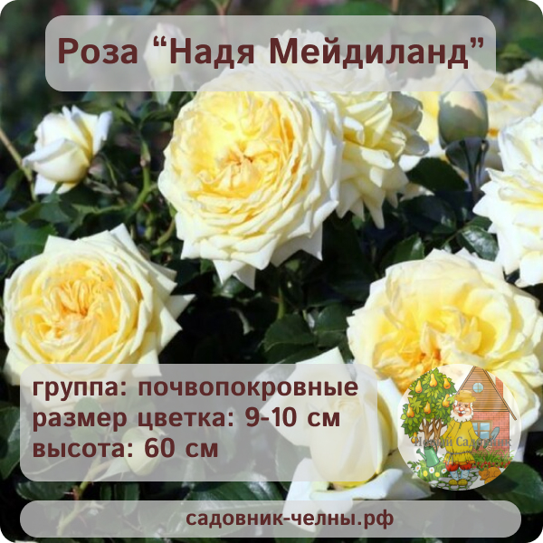 Роза почвопокровная Надя Мейдиланд