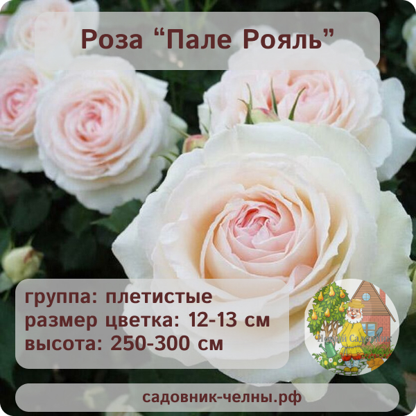 Роза плетистая Пале Рояль