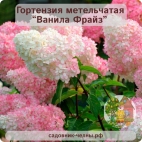 Гортензия метельчатая  Ванилла Фрайз