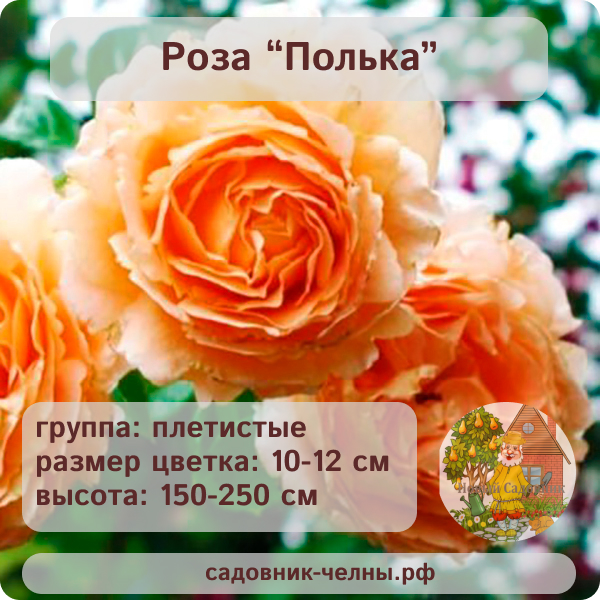 Роза плетистая Полька