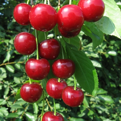 Вишня сорт Гирлянда