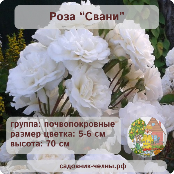 Роза почвопокровная Свани