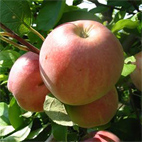Яблоня сорт Мелба