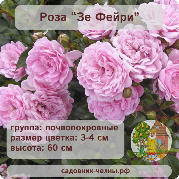 Роза почвопокровная Зе Фейри