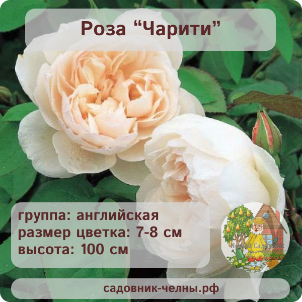 Роза английская Чарити